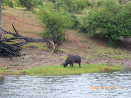 161