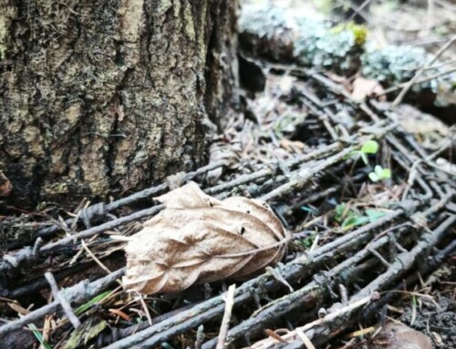 Las milczy. Ale&nbsp;nie&nbsp;zapomina