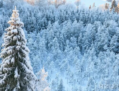 WSZAK i&nbsp;KLOC. Odcinek: „Powrót z&nbsp;Sybiru”