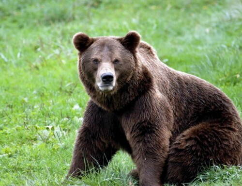 Między ochroną a&nbsp;zagrożeniem – spór o&nbsp;dziką przyrodę w&nbsp;Polsce