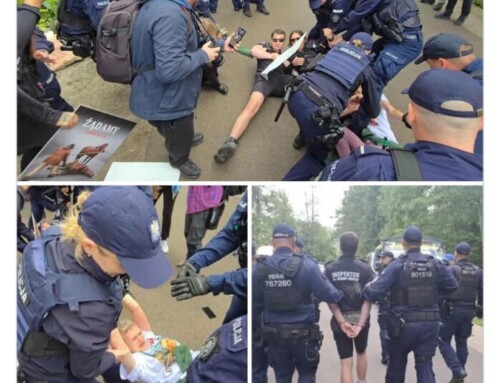 Morskie Oko – brońmy koni, szanujmy tradycję