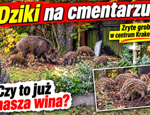 Dziki na&nbsp;cmentarzu!