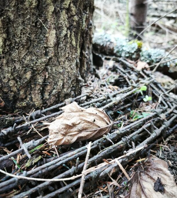 Las milczy. Ale&nbsp;nie&nbsp;zapomina